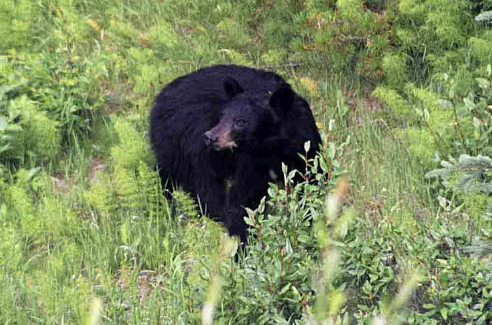Oso Negro - Canada 3.jpg